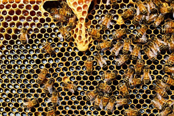 Quels sont les pas à suivre pour devenir un expert en apiculture urbaine ?