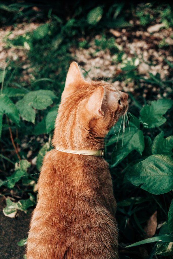 Quels sont les secrets pour créer un jardin féerique d'hiver sur votre balcon ou dans votre cour, avec des lumières et des décorations ?